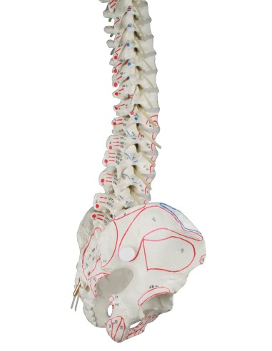 Erler Zimmer, high quality 4011/1 spine model