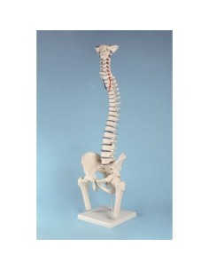 Erler Zimmer, high quality spine model 4033
