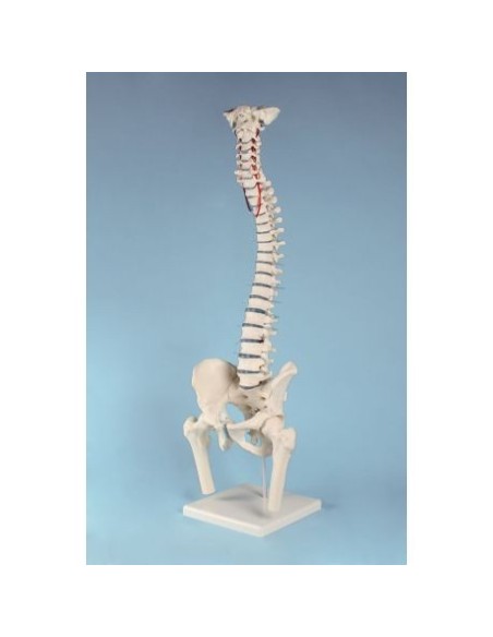 Erler Zimmer, high quality spine model 4033