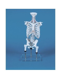Erler ZImmer, anatomisches Wirbelsäulenmodell zur...