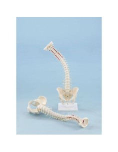 Erler Zimmer, high quality spine model with pelvis on...