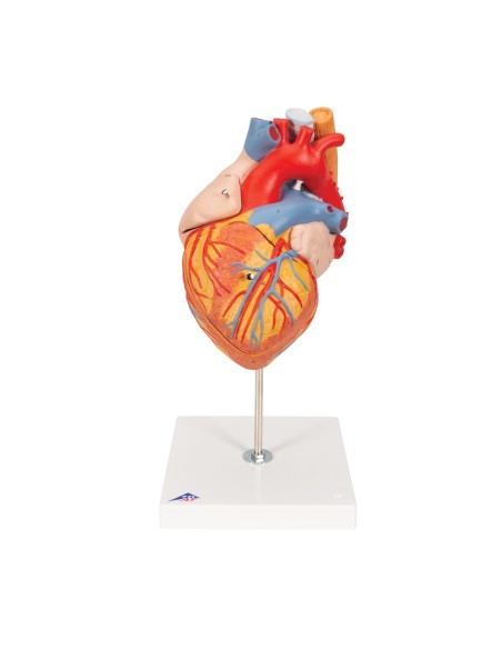 3B scientific, heart with trachea and esophagus, enlarged 2 times, decomposable into 5 parts G13