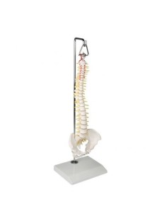 Erler Zimmer, colonna vertebrale elastica in miniatura,...