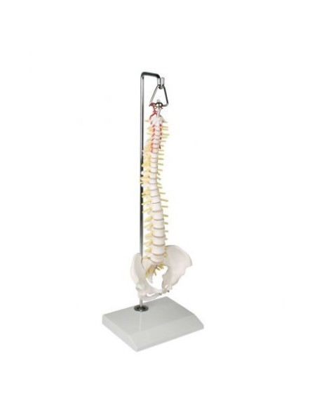 Erler Zimmer, colonna vertebrale elastica in miniatura, su stand in metallo 4002