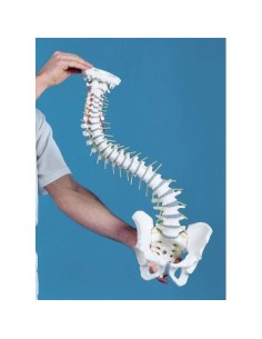 Erler Zimmer high quality flexible spine model 4006
