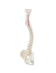 Erler Zimmer high quality flexible spine model 4006 2