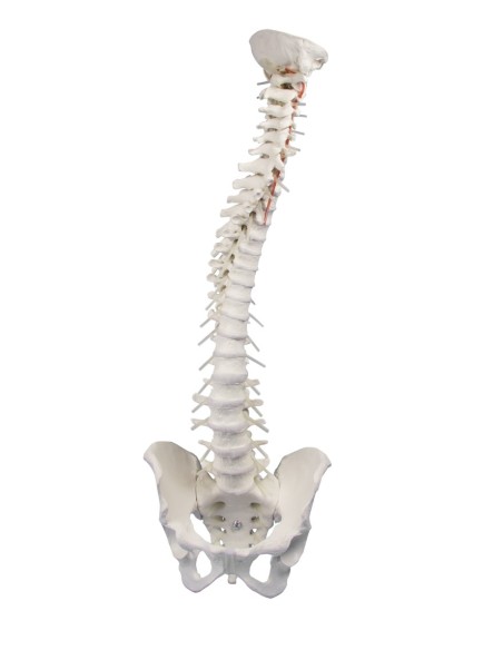 Colonne vertébrale flexible de haute qualité Erler Zimmer modèle 4006