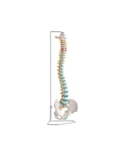 Erler Zimmer, classical flexible spine model with pelvis...