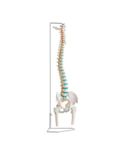 Erler Zimmer, classical flexible spine model with pelvis...