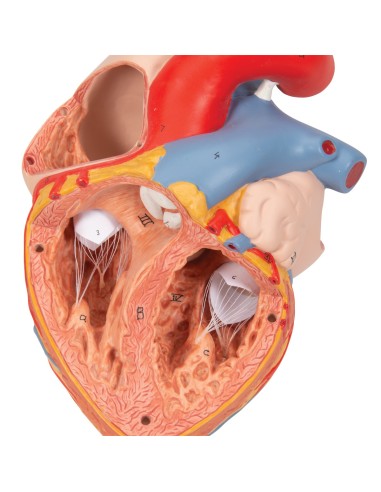 3B scientific, heart with trachea and...
