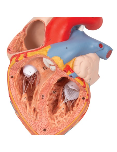 3B scientific, cuore con trachea ed esofago, ingrandito 2 volte, scomponibile in 5 parti G13