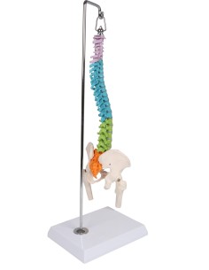 Colorful flexible miniature spine A253 2