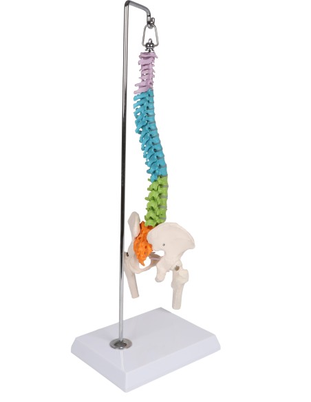 Colonna vertebrale colorata flessibile in miniatura A253