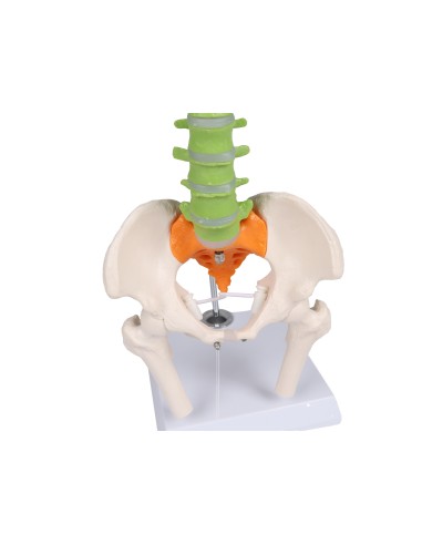 Farbiger flexibler Miniatur-Rücken A253