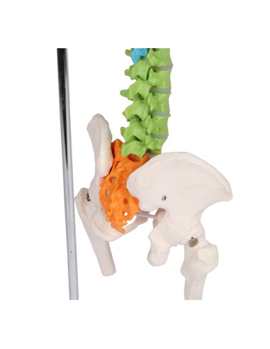 Colorful flexible miniature spine A253