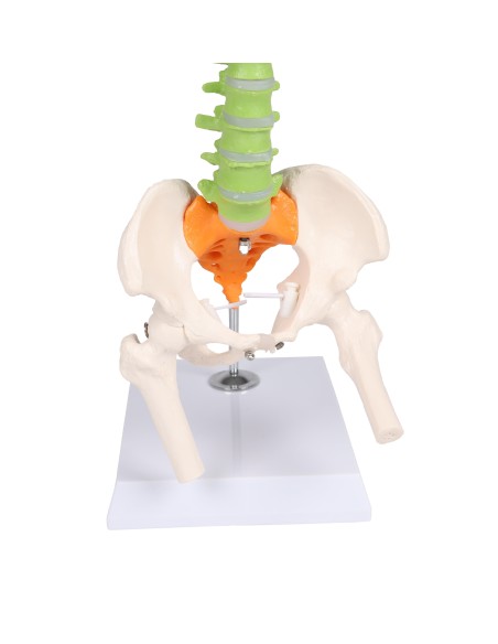 Colonna vertebrale colorata flessibile in miniatura A253