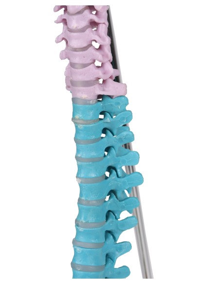 Colorful flexible miniature spine A253
