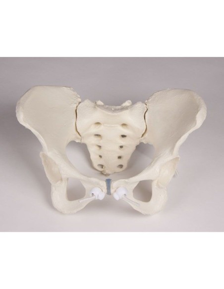 Erler Zimmer, colonna vertebrale lombare, con bacino e femori per la dimostrazione di cattive posizioni, su stativo 4045G