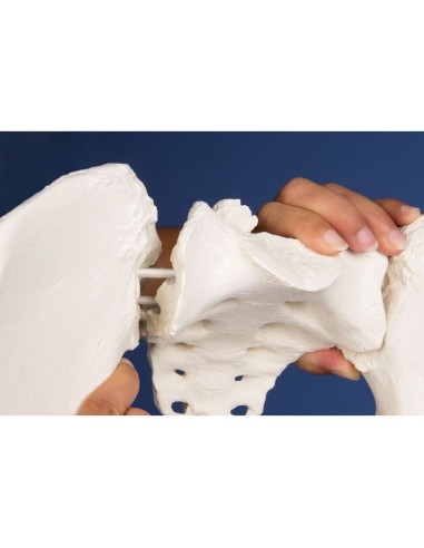 Erler Zimmer, columna lumbar, con pelvis y...