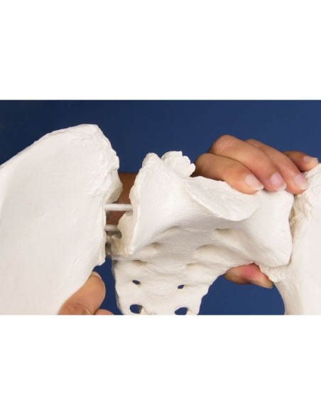 Erler Zimmer, columna lumbar, con pelvis y fémures para demostración de malas posturas, en el soporte 4045G