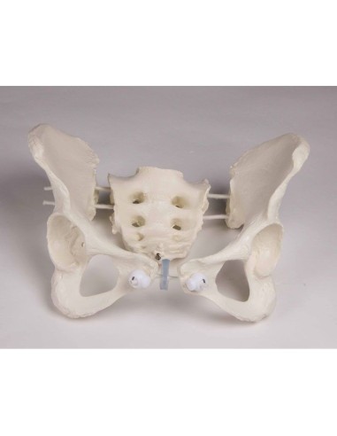 Erler Zimmer, lumbar spine, with pelvis and...