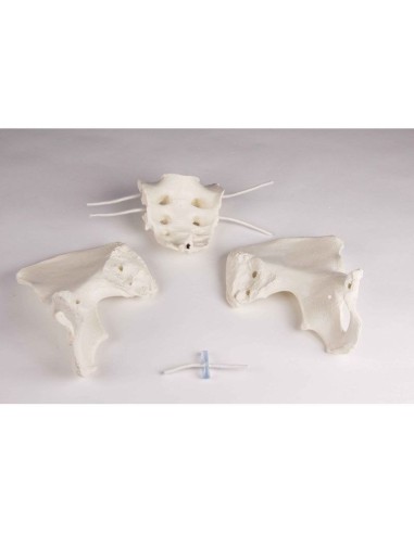 Erler Zimmer, columna lumbar, con pelvis y...