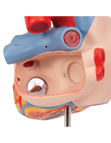 3B scientific, cuore con trachea ed esofago, ingrandito 2 volte, scomponibile in 5 parti G13