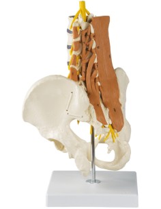 Erler Zimmer, modello anatomico di colonna vertebrale...