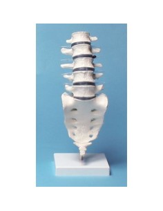 Erler Zimmer, anatomical model of lumbar spine, on stand...