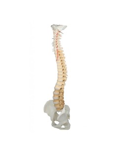 Erler Zimmer, high quality spine model with pelvis,...