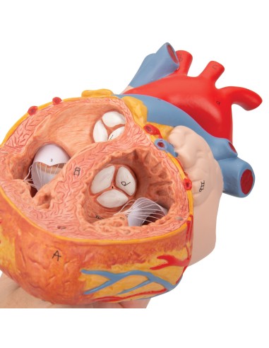 3B científico, corazón con tráquea y esófago,...