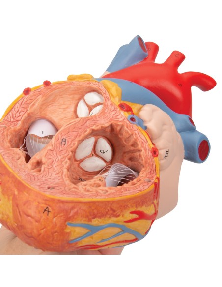 3B scientific, cuore con trachea ed esofago, ingrandito 2 volte, scomponibile in 5 parti G13