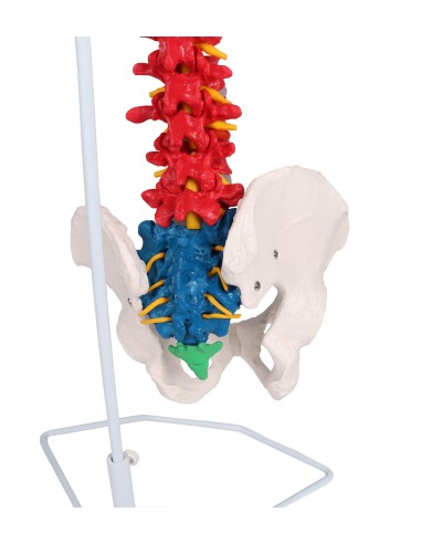 Classic colored flexible spine model with...
