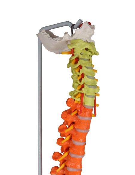 Klassisches farbiges flexibles Wirbelsäulenmodell mit Becken A252