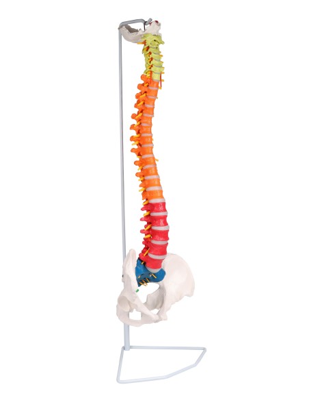 Modelo clásico de columna vertebral flexible coloreado con pelvis A252