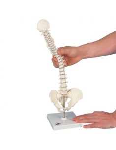 Mini colonna vertebrale 3B Scientific, elastica, su...