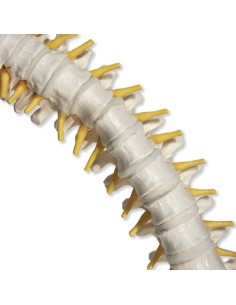 3B Scientific, colonne vertébrale flexible avec disques...