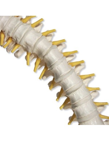 3B Scientific, Flexible Wirbelsäule mit weichen Bandscheiben VB84