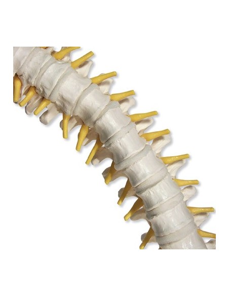 3B Scientific, Flexible spine with soft intervertebral discs VB84