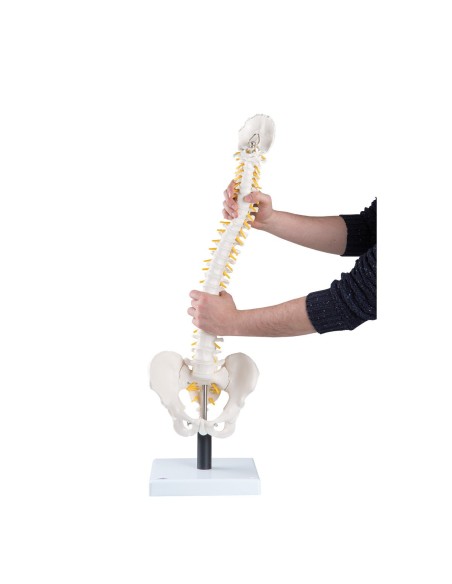 3B Scientific, Flexible spine with soft intervertebral discs VB84