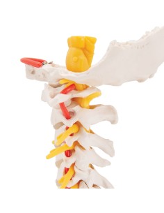 3B Scientific, anatomical model of cervical spine A72