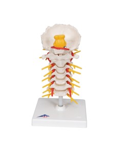 3B Modèle anatomique scientifique de la colonne cervicale... 2