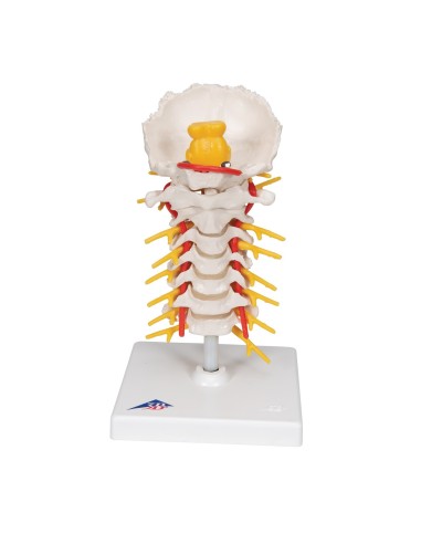 3B Scientific, anatomisches Modell der...