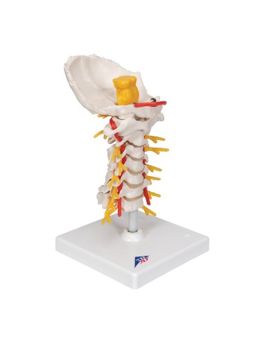 3B Scientific, anatomical model of cervical...