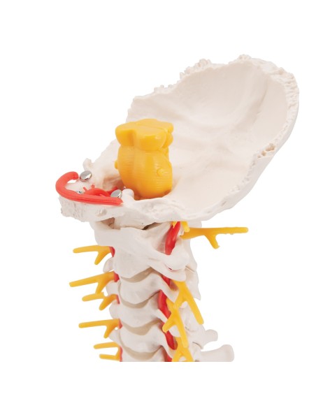 3B Scientific, anatomisches Modell der Halswirbelsäule A72