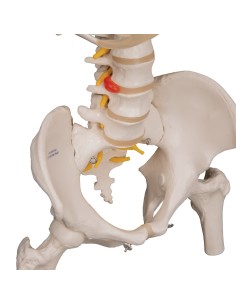 Classic 3B Scientific flexible Wirbelsäule, Brustkorb und... 2