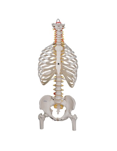 Clásico 3B Científico columna vertebral...