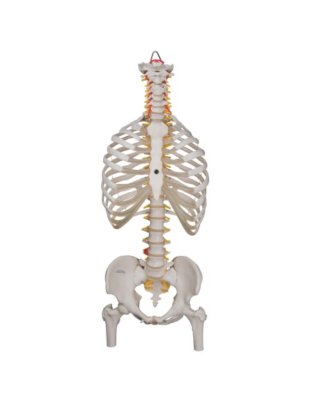 Colonna vertebrale flessibile classica 3B Scientific, cassa toracica e tronchi del femore A56/2