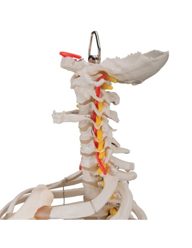 Colonna vertebrale flessibile classica 3B...