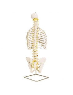 Colonna vertebrale flessibile classica 3B Scientific, con...